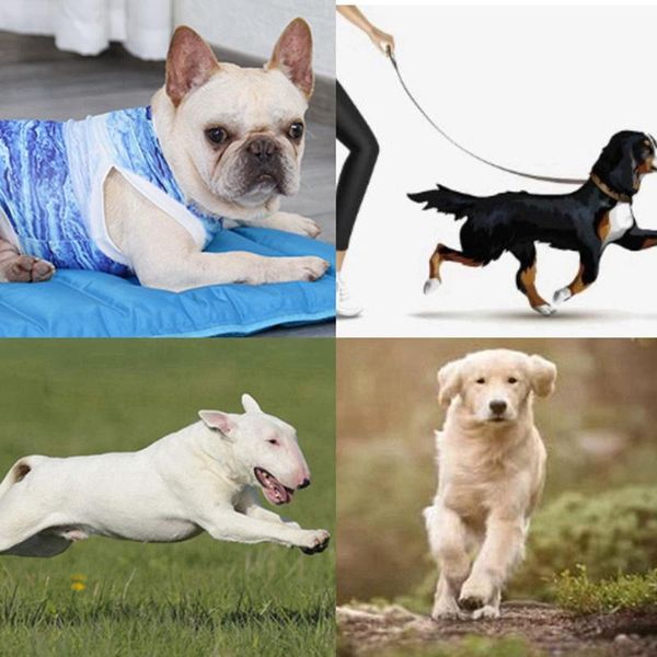 dog apparel 2021 cooling vest summer clothes for small medium dogs pva coat jacket clothing keep cats cool
dog apparel 2021 cooling vest summer clothes for small medium dogs pva coat jacket clothing keep cats cool