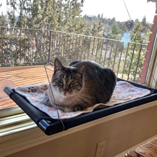 cat beds & furniture hanging bed sunny window mount seat hammock with suction cup indoor sleeping heavy duty mat pet supply
cat beds & furniture hanging bed sunny window mount seat hammock with suction cup indoor sleeping heavy duty mat pet supply
