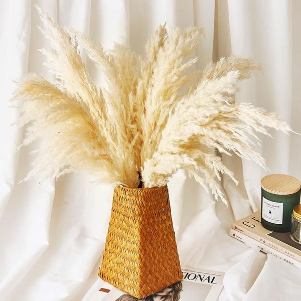 decorative flowers & wreaths dried pampas grass decor plants natural wedding bunch with plastic vase
decorative flowers & wreaths dried pampas grass decor plants natural wedding bunch with plastic vase