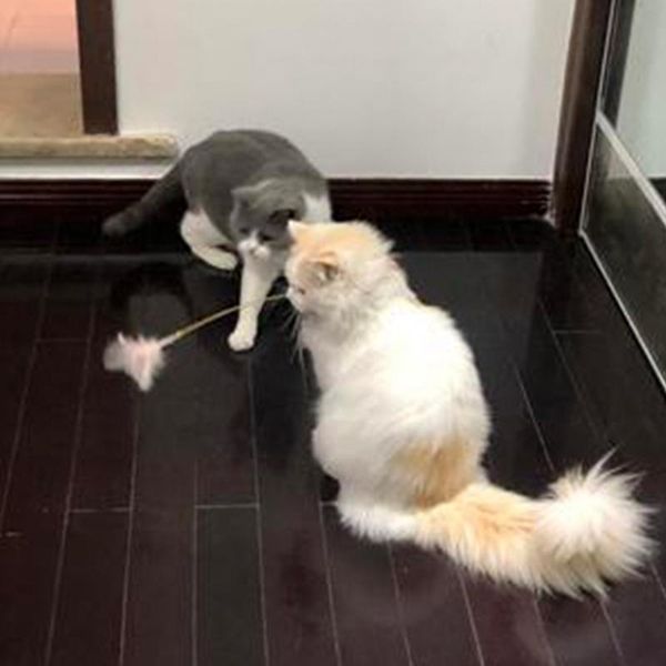 items of 2021 collar funny cat toy novelty toys kitten accessories games interactive collars feather bell play
items of 2021 collar funny cat toy novelty toys kitten accessories games interactive collars feather bell play