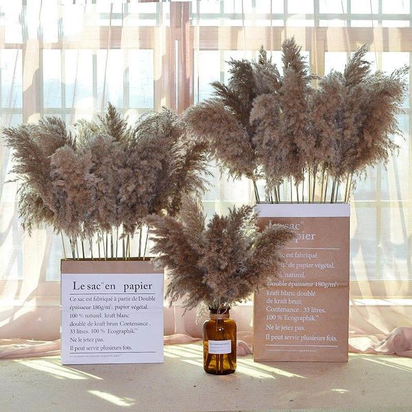 decorative flowers & wreaths 20pcs wedding decoration phragmites pampas grass large real natural dried plants flower family bouquet arrangem
decorative flowers & wreaths 20pcs wedding decoration phragmites pampas grass large real natural dried plants flower family bouquet arrangem