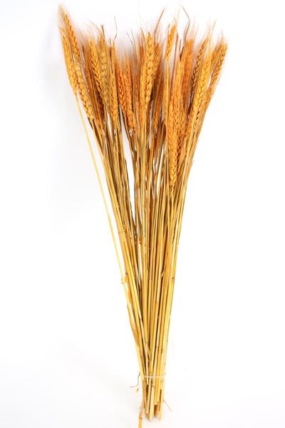 decorative flowers & wreaths shocked wheat flower 80 pcs white, bluewedding decor, home dried grass natural preserved plant dry
decorative flowers & wreaths shocked wheat flower 80 pcs white, bluewedding decor, home dried grass natural preserved plant dry