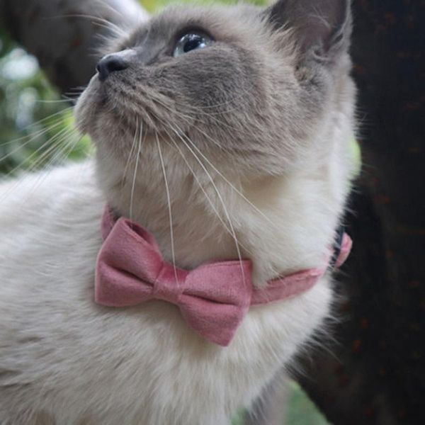 cat costumes velvet bowtie collar adjustable quick release pet bow dog bowties with bell tie
cat costumes velvet bowtie collar adjustable quick release pet bow dog bowties with bell tie