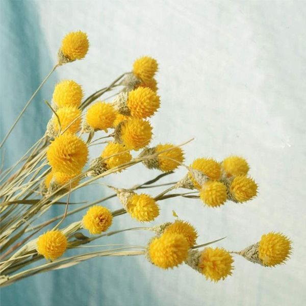 decorative flowers & wreaths 15pcs nature dry berry dried flower wedding bouquet diy arrangement home party pography po backdrop decor
decorative flowers & wreaths 15pcs nature dry berry dried flower wedding bouquet diy arrangement home party pography po backdrop decor