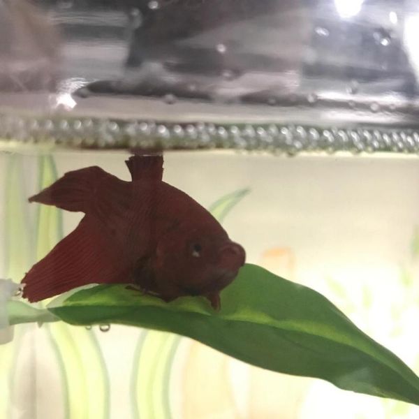 decorations betta leaf aquarium supplies fish tank pet decoration landscaping simulation spawning resting
decorations betta leaf aquarium supplies fish tank pet decoration landscaping simulation spawning resting