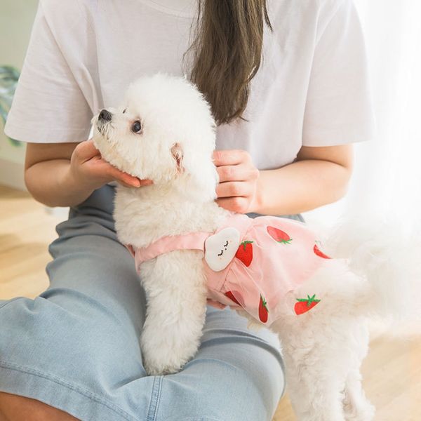 three dimensional cloud strawberry mesh skirt pet clothes dog spring and summer thin teddy cat clothing
three dimensional cloud strawberry mesh skirt pet clothes dog spring and summer thin teddy cat clothing