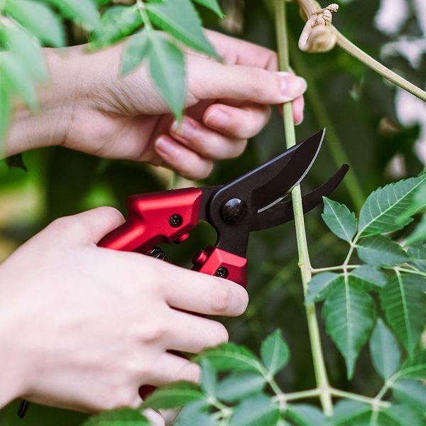 classic pruning and flower cutting scissors fruit tree garden tools thick branch fresh cut watering equipments
classic pruning and flower cutting scissors fruit tree garden tools thick branch fresh cut watering equipments