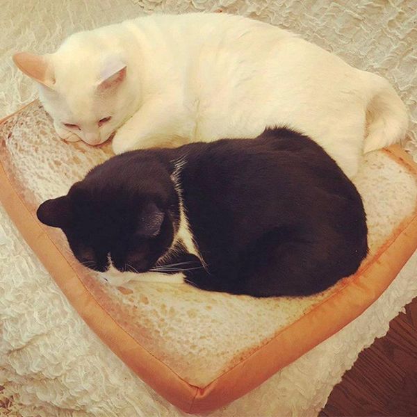 cat beds & furniture bread cats bed toast slice style pet mats cushion soft warm mattress for dogs bdf99
cat beds & furniture bread cats bed toast slice style pet mats cushion soft warm mattress for dogs bdf99