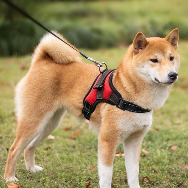dog collars & leashes pet harness breathable vest rope chest strapoutdoor walking chain nylon traction outdoor collar
dog collars & leashes pet harness breathable vest rope chest strapoutdoor walking chain nylon traction outdoor collar