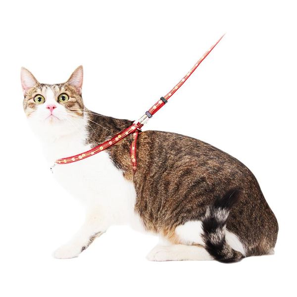 dog collars & leashes pet bell collar safety leash cat rope cats chest back outdoor with bells chain kitten accessories 60qy
dog collars & leashes pet bell collar safety leash cat rope cats chest back outdoor with bells chain kitten accessories 60qy