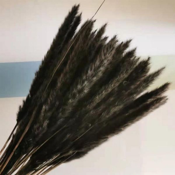 decorative flowers & wreaths natural dried black pampas grass white tail bouquet home decor birthday party decoration trawa pampasowa
decorative flowers & wreaths natural dried black pampas grass white tail bouquet home decor birthday party decoration trawa pampasowa