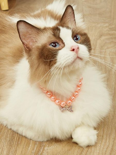 dog apparel pet cat pearls necklace collar bling accessories ribbon bone charm pendant puppy jewelry for female chihuahua york
dog apparel pet cat pearls necklace collar bling accessories ribbon bone charm pendant puppy jewelry for female chihuahua york