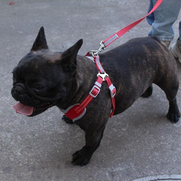 dog collars & leashes pet harness and leash set adjustable reflective breathable mesh vest harnesses outdoor safety traction rope
dog collars & leashes pet harness and leash set adjustable reflective breathable mesh vest harnesses outdoor safety traction rope