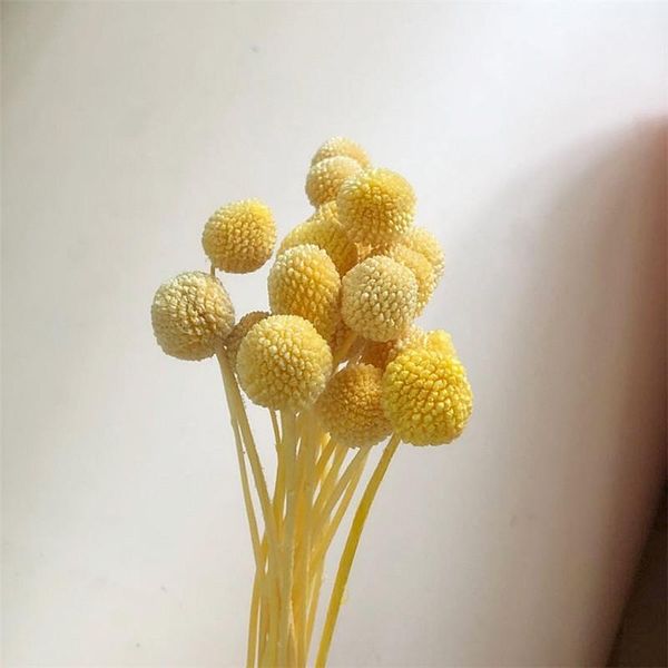 decorative flowers & wreaths arrivals highly welcomed dried golden ball preserved craspedia globosa bunch bouquet for wedding decor
decorative flowers & wreaths arrivals highly welcomed dried golden ball preserved craspedia globosa bunch bouquet for wedding decor