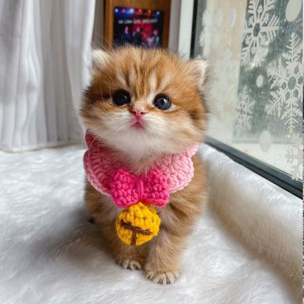 cat collars & leads cute crocheted collar woolen dog bandana sweet bowknot pet necklace manual scarf for small cats pink kitten accessories
cat collars & leads cute crocheted collar woolen dog bandana sweet bowknot pet necklace manual scarf for small cats pink kitten accessories