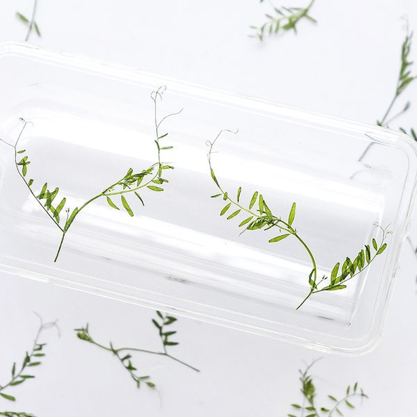 horse bean leaf tip dry flower embossed plant specimen mobile phone case bookmark picture frame manual material festival gift design
horse bean leaf tip dry flower embossed plant specimen mobile phone case bookmark picture frame manual material festival gift design