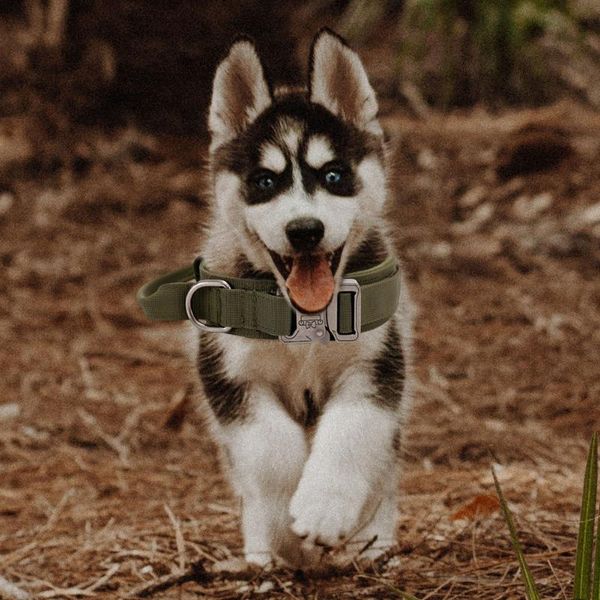 dog collars & leashes military tactical collar german shepard medium large for walking training duarable pet hunting leash
dog collars & leashes military tactical collar german shepard medium large for walking training duarable pet hunting leash