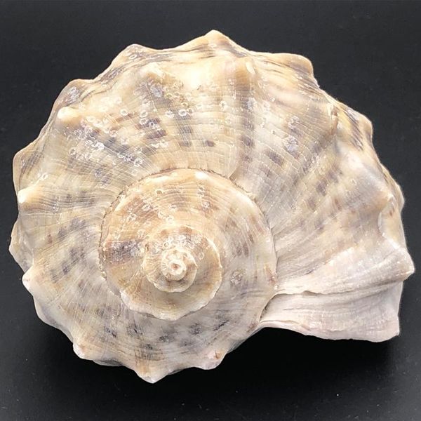 novelty items natural shell sea conch snail fish tank aquarium pographic background decoration diy micro-landscape succulent flower pot
novelty items natural shell sea conch snail fish tank aquarium pographic background decoration diy micro-landscape succulent flower pot