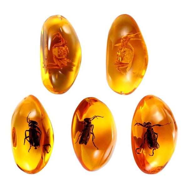decorative objects & figurines vorcool 5pcs amber fossil with insects samples stones crystal specimens home decorations collection oval pend
decorative objects & figurines vorcool 5pcs amber fossil with insects samples stones crystal specimens home decorations collection oval pend