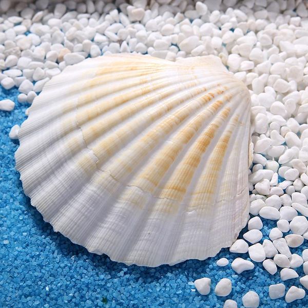 novelty items 1pcs natural shell big white scallop decoration mediterranean style crafts accessories aquarium fish tank landscape home decor
novelty items 1pcs natural shell big white scallop decoration mediterranean style crafts accessories aquarium fish tank landscape home decor