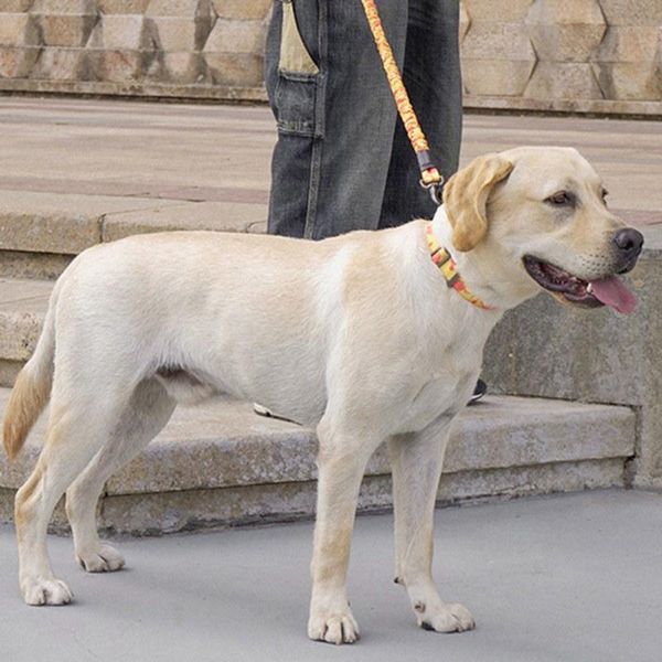 dog collars & leashes nylon training pet supplies walking harness collar safe rope leash
dog collars & leashes nylon training pet supplies walking harness collar safe rope leash