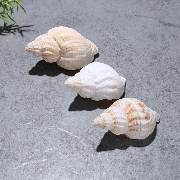 novelty items 5pcs snail natural conch shell aquarium decoration case landscape mediterranean
novelty items 5pcs snail natural conch shell aquarium decoration case landscape mediterranean