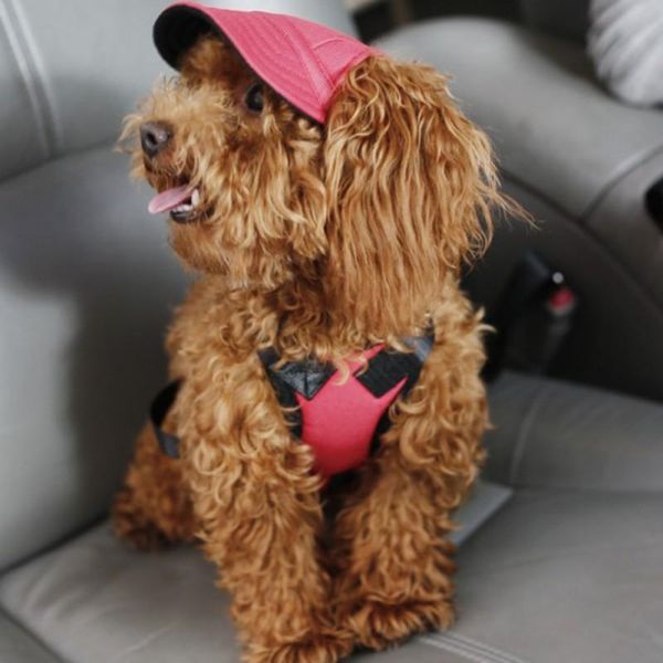 dog apparel hat ear holes summer pet supplies canvas shade baseball peaked cap small puppy outdoor hiking
dog apparel hat ear holes summer pet supplies canvas shade baseball peaked cap small puppy outdoor hiking