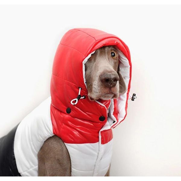 dog cothes for sma dogs winter coat for french budog chihuahua outfit cotton jacket for yorkies pet puppy cothing pc2012
dog cothes for sma dogs winter coat for french budog chihuahua outfit cotton jacket for yorkies pet puppy cothing pc2012