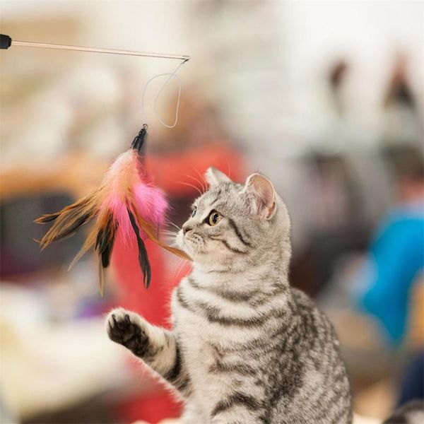 cat toys 6pcs pet toy fishing rod retractable feathers funny pole with five replacement head interactive for cats kitten
cat toys 6pcs pet toy fishing rod retractable feathers funny pole with five replacement head interactive for cats kitten