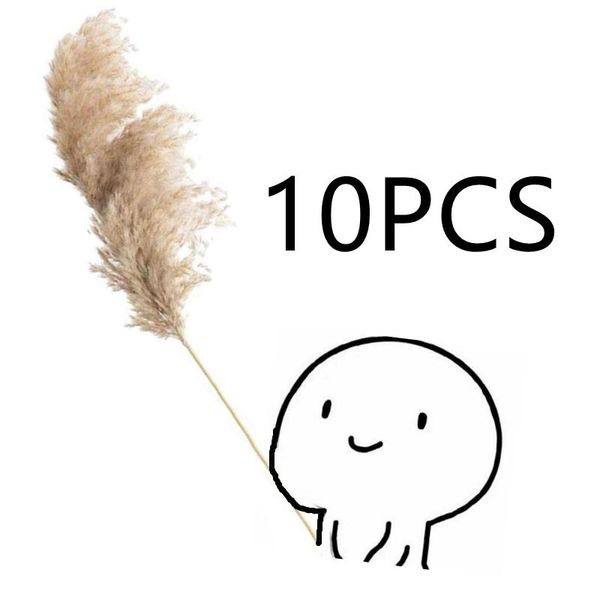decorative flowers & wreaths 10pcs dried pampas grass decor wedding flower bunch natural plants for home christmas decorations 2021
decorative flowers & wreaths 10pcs dried pampas grass decor wedding flower bunch natural plants for home christmas decorations 2021