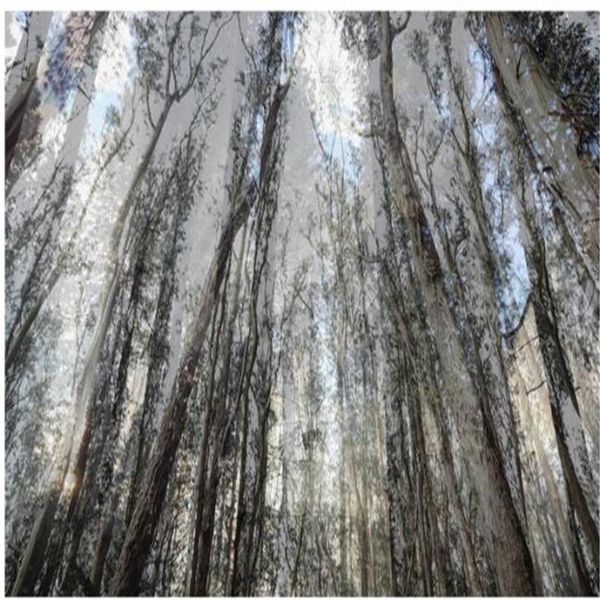 wallpapers forest 3d big tree living room background wall decoration beautiful scenery
wallpapers forest 3d big tree living room background wall decoration beautiful scenery