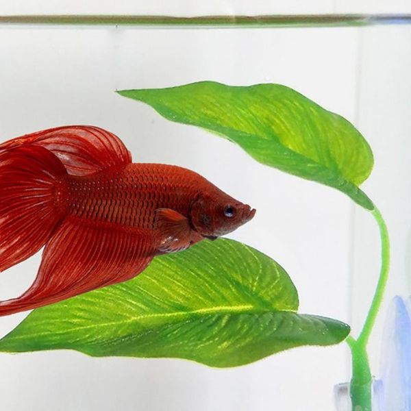 decorations betta fish bed leaf hammocks simulating native habitat with suction cup lightweight rest area for spot aquarium decoration
decorations betta fish bed leaf hammocks simulating native habitat with suction cup lightweight rest area for spot aquarium decoration