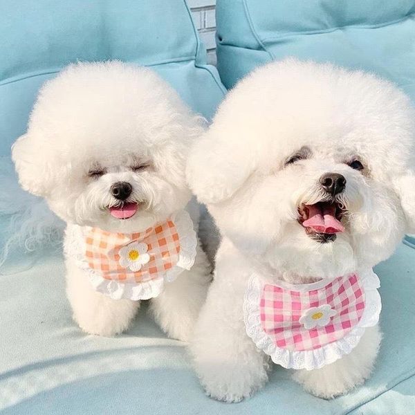dog apparel cute cat scarf flowers pets supplies bib gifts necks pet collar design teddy comfortable fashion puppy clothes
dog apparel cute cat scarf flowers pets supplies bib gifts necks pet collar design teddy comfortable fashion puppy clothes
