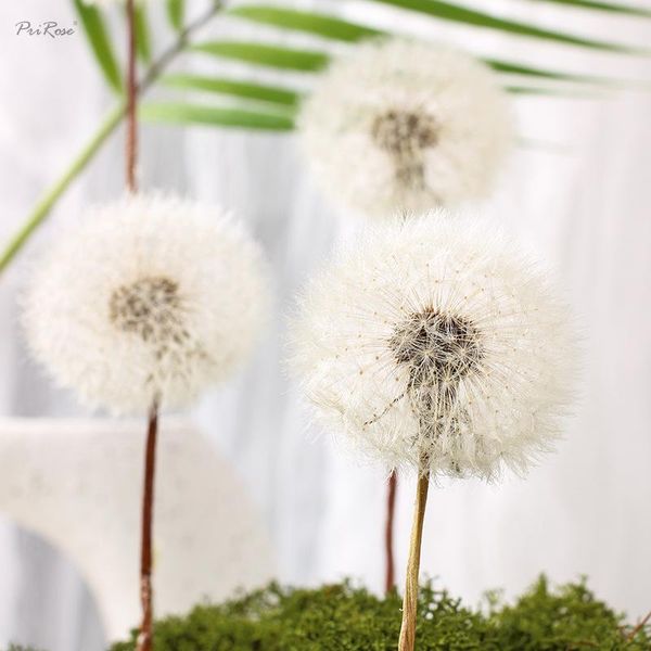 decorative flowers & wreaths dandelion immortal flower dry dried home decoration diy material accessories artificial po props
decorative flowers & wreaths dandelion immortal flower dry dried home decoration diy material accessories artificial po props