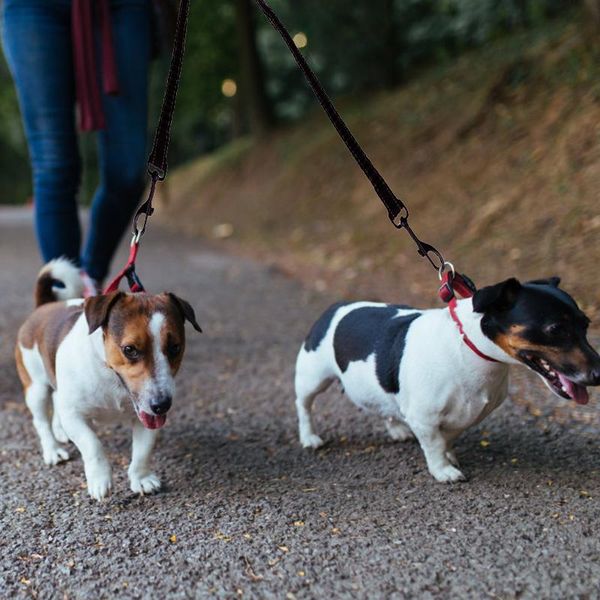 dog collars & leashes medium large harness leash elastic buffer chain reflective traction belt pet training safety ropes supply
dog collars & leashes medium large harness leash elastic buffer chain reflective traction belt pet training safety ropes supply