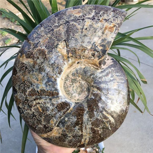 decorative objects & figurines big size madagascar fossils iridescent ammonite natural stones and minerals specimen
decorative objects & figurines big size madagascar fossils iridescent ammonite natural stones and minerals specimen