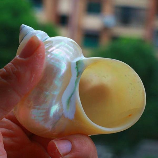 decorations natural fluorescent conch sea snail 7-9cm home fish landscaping shellfish aquarium carapace crab hermit tank ro v6b6
decorations natural fluorescent conch sea snail 7-9cm home fish landscaping shellfish aquarium carapace crab hermit tank ro v6b6