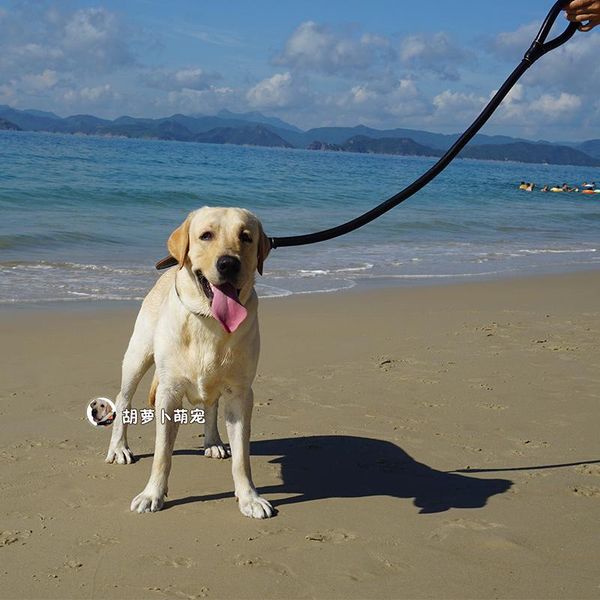 dog collars & leashes medium large traction rope supplies set strong leash chain necklace for coleira para cachorro pet oo50xq
dog collars & leashes medium large traction rope supplies set strong leash chain necklace for coleira para cachorro pet oo50xq