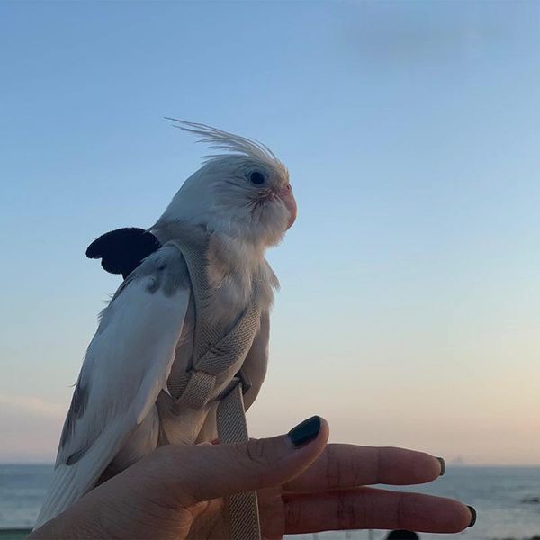 other bird supplies ultralight harness leash soft portable pet playthings anti-bite flying training rope parrot kits with 2 wings
other bird supplies ultralight harness leash soft portable pet playthings anti-bite flying training rope parrot kits with 2 wings