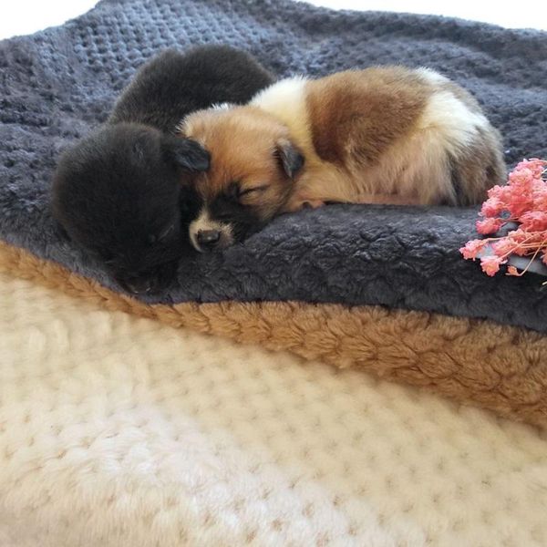pet dog thickened blanket soft fleece pad bed mat for puppy cat coral sofa cushion home washable rug keep warm kennels & pens
pet dog thickened blanket soft fleece pad bed mat for puppy cat coral sofa cushion home washable rug keep warm kennels & pens