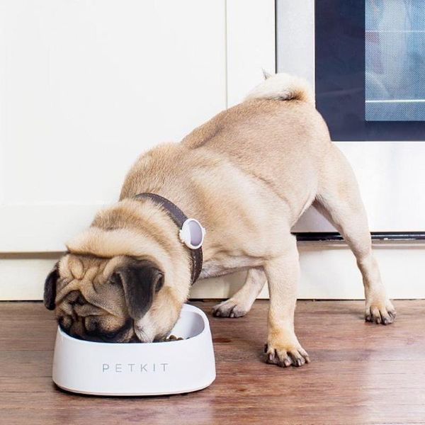 cat bowls & feeders petkit fresh smart bowl for dogs cats 0.45l scale dog slow feeder diet calculating weight small medium
cat bowls & feeders petkit fresh smart bowl for dogs cats 0.45l scale dog slow feeder diet calculating weight small medium