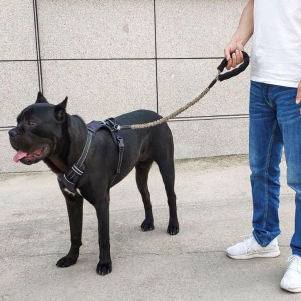 dog collars & leashes cat harness traction rope pet leash collar high elastic large medium stretch chest strap
dog collars & leashes cat harness traction rope pet leash collar high elastic large medium stretch chest strap