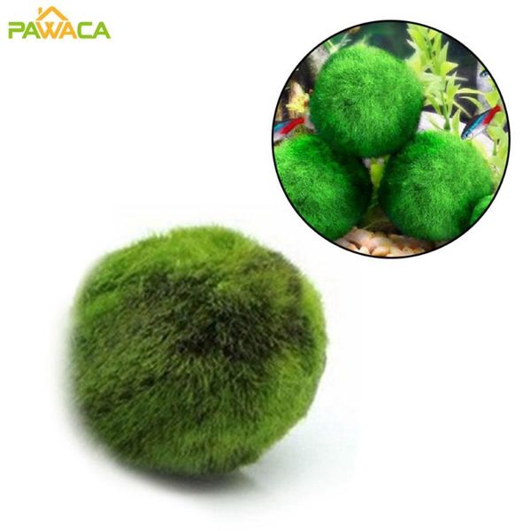 decorations 3-4 cm marimo moss balls aquarium accessories fish tank decoration shrimp nano seaweed plants grass landscaping chlorella algae
decorations 3-4 cm marimo moss balls aquarium accessories fish tank decoration shrimp nano seaweed plants grass landscaping chlorella algae