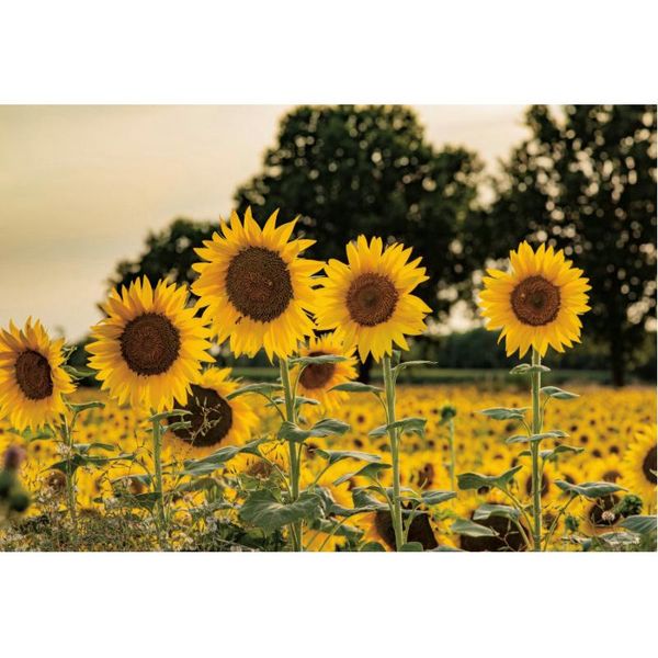 party decoration sunflower flower sea backdrop family born wedding nostalgia pography background po booth studio props
party decoration sunflower flower sea backdrop family born wedding nostalgia pography background po booth studio props