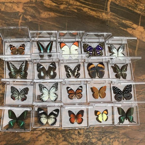 decorative objects & figurines 1pcs natural real butterfly specimen box colorful mixed beautiful education teaching home decoration art gift
decorative objects & figurines 1pcs natural real butterfly specimen box colorful mixed beautiful education teaching home decoration art gift