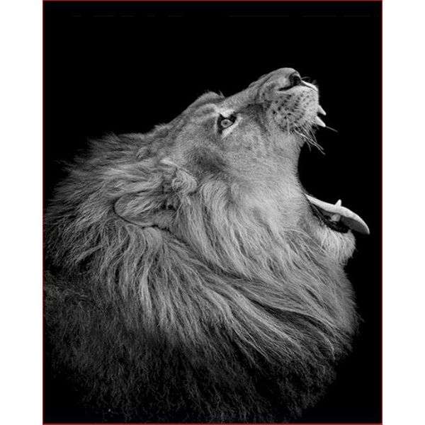 paintings roaring lion diy painting by numbers handpainted animal oil home wall decor canvas colouring for kids students adults
paintings roaring lion diy painting by numbers handpainted animal oil home wall decor canvas colouring for kids students adults