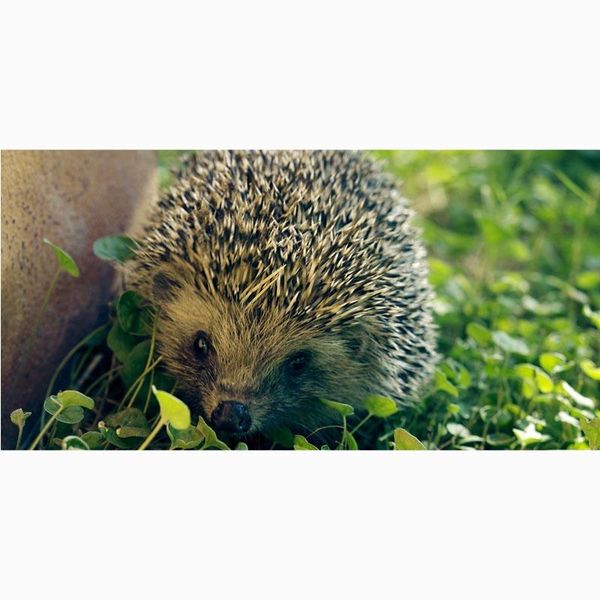 towel hedgehog print microfiber beach fast drying sport gym bath towels custom yoga mat kids throw blanket 70 x 140cm
towel hedgehog print microfiber beach fast drying sport gym bath towels custom yoga mat kids throw blanket 70 x 140cm