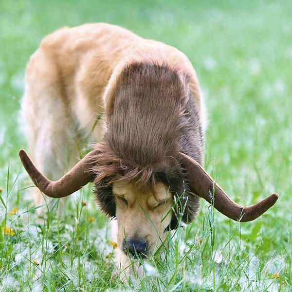 dog apparel cute pet cosplay clothes transfiguration costume horn wig cattle headgear ox demon large party decoration
dog apparel cute pet cosplay clothes transfiguration costume horn wig cattle headgear ox demon large party decoration
