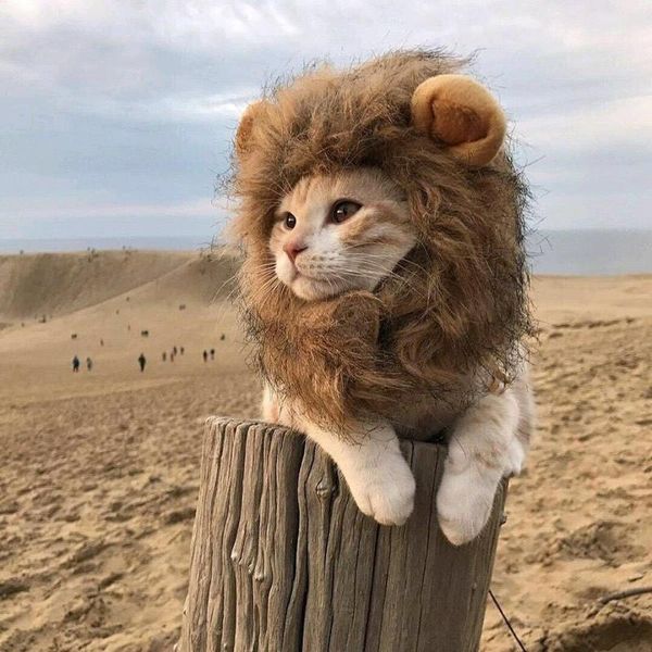 funny wig for cats imitation felt emulation lion hair mane ears head cap pet cat dog costume decoration keep warm in winter costumes
funny wig for cats imitation felt emulation lion hair mane ears head cap pet cat dog costume decoration keep warm in winter costumes