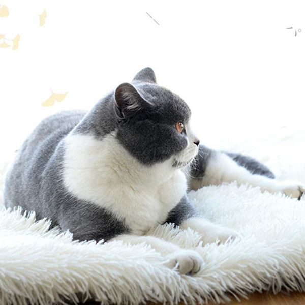 autumn winter cat pet sleeping mat dual-use dog bed long plush fluffy mattress warm cushion machine washable ja55 beds & furniture
autumn winter cat pet sleeping mat dual-use dog bed long plush fluffy mattress warm cushion machine washable ja55 beds & furniture